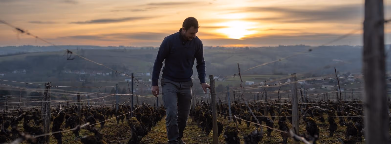 Domaine Lacour