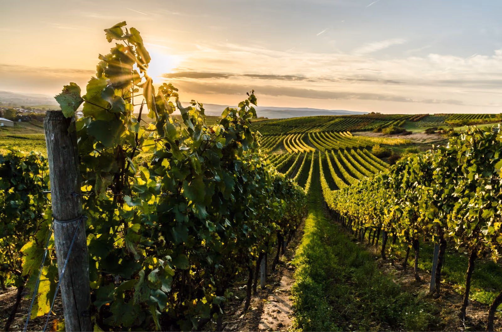 Vignoble d'un domaine partenaire de Cepino.
